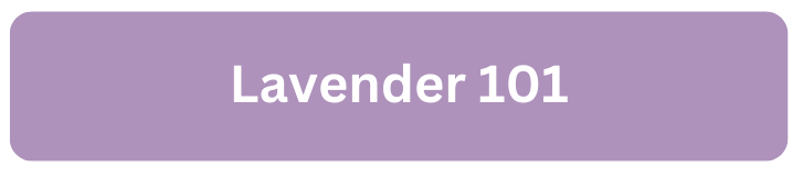 Lavender 101 Lavender 101